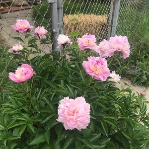 Meet your Posher, Leslie